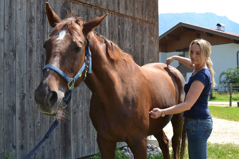 Stefanie Haidacher - Pferd Behandlung mit EMMETT